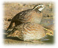 Quail hunting wisconsin